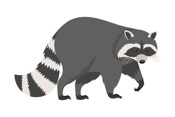 Furry Raccoon in Walking Pose Isolated on White Background Vector Illustration