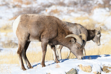 Colorado Rocky Mountain Bighorn Sheep