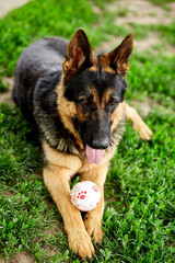 German shepherd lying on the grass in the park. Portrait of a purebred dog. Looking in the camera. German Shepherd on the grass, dog in the park, dogs portrait