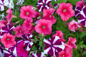 Mix of Multiflora petunias blooming in flower garden