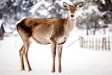 roe deer in winter snow