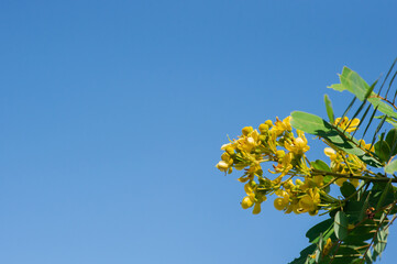 Senna siamea flower or
Cassia siamea flower that is yellow is edible and medicinal, Cassod tree, Thai copperpod
