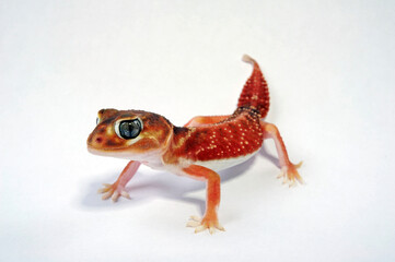Glatter Knopfschwanzgecko // Common knob-tailed gecko (Nephrurus levis)