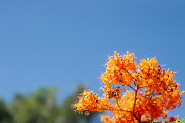 Wildflowers in beautiful orange nature, backdrops, trees and sky.