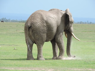 elephant on Ol-pejeta conservancy laikipia Kenya