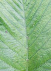 Naklejka na ściany i meble Background image of large green leaves, large leaves with clear veins.