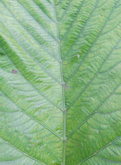 Naklejka na ściany i meble Background image of large green leaves, large leaves with clear veins.