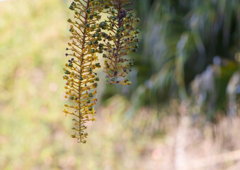 Stacks of green avocados for sale