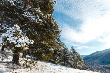 Winter landscape with firs and mountains. The trees and stones are covered with snow