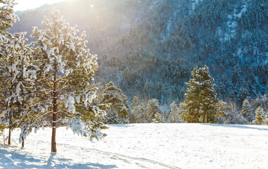 Winter landscape with firs and mountains. The trees and stones are covered with snow