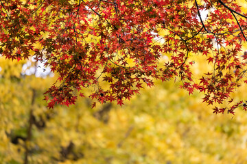 東京の紅葉　東京都豊島区　日本