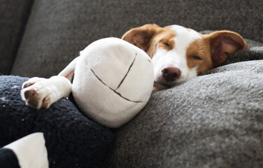 Young dog sleeping with a stuffed dog. Relaxing time. Happy adopted dog. selective focus.