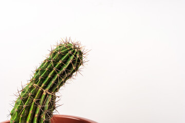 Сactus isolated on a white background