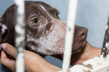Giving love about abandoned dogs in a kennel, detail of animal shelter, abandonment and grief,...