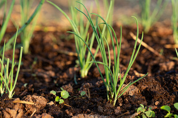 Scallion or green onion clump in garden with sunlight. Selective focus. Soft picture