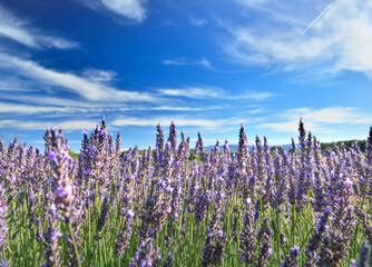 View of lavender field in summer countryside