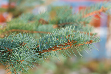 Green branches of spruce on blue snow, copy the space. festive background for christmas, new year