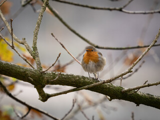 robin on a branch