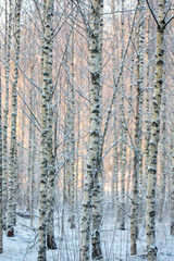 Fototapeta premium Birch forest on a winter day during sundown. Cold climate forest concept image. Snow covered ground and branches.