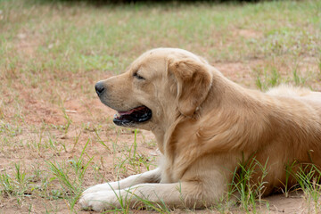 .Taken sideways as a big brown dog lying on the grass looking forward