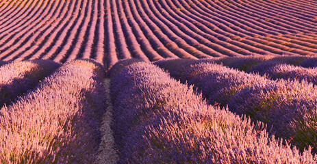 View of lavender field in summer countryside early in the morning