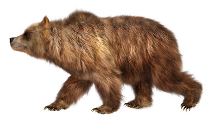 3D Rendering Brown Bear on White