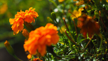 Ravissants œillets d'Inde, suspendus sur un balcon