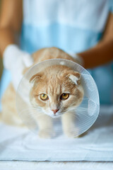 Veterinarian doctor is making a check up of a cute beautiful cat with plastic cone collar