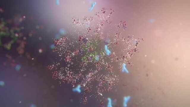 Antibodies attack and destroy the coronavirus. Close-up of dissolving virus under microscope. SARS-CoV-2 COVID-19 pandemic cure or vaccination concept. Realistic high quality medical 3d animation. 
