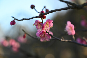 早春に咲く梅の花　一重寒紅（大船フラワーセンター）
