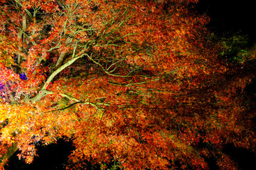 紅葉のライトアップ