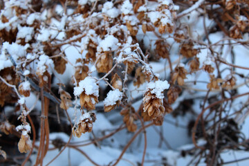 climbing plant with a long slender stem in the snow