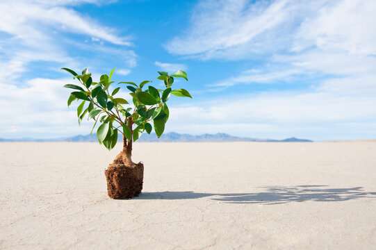 Plant with root ball on salt flat.