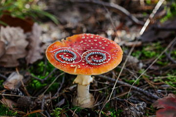 Metal spiral shape earrings on Amanita muscaria