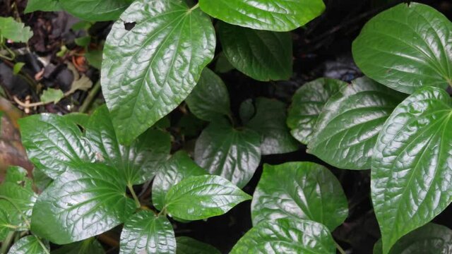 Green leaves of WildbetalLeafbush,Piper sarmentosum Roxb growth in botanical herb garden,ingredient for thai food,use for medicine and vegetable,etc.Close up of multiple foliage.Selective focus.