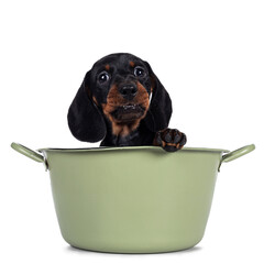 Adorable black and tan Dachshund aka Teckel dog puppy, sitting in green washing tub. Looking  and...