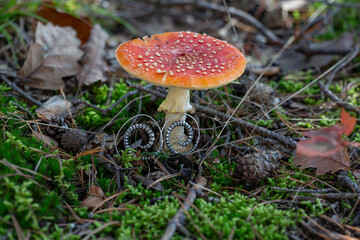 Metal spiral shape earrings on Amanita muscaria