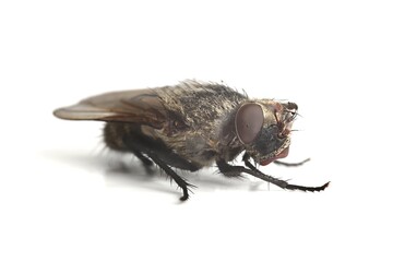 Dead fly macro on white background with one eye popped out