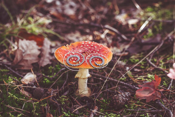 Metal spiral shape earrings on Amanita muscaria