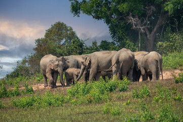 Asian elephant family walking in nature