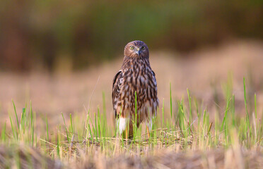 Closeup pied harrier standing on a golden rice field
