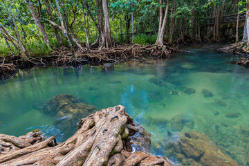 Fototapeta premium Tropical tree roots or Tha pom mangrove in swamp forest and flow water.