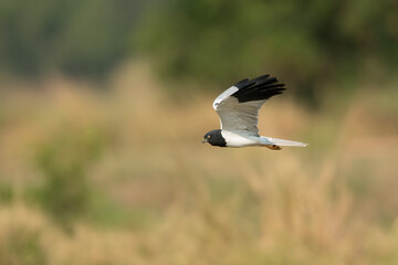 Pied Harrier flying on yellow rice fields  ,male