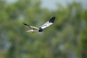 Pied Harrier flying on yellow rice fields  ,male