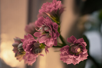 Bouquet of  Pink Kalanchoe Succulents