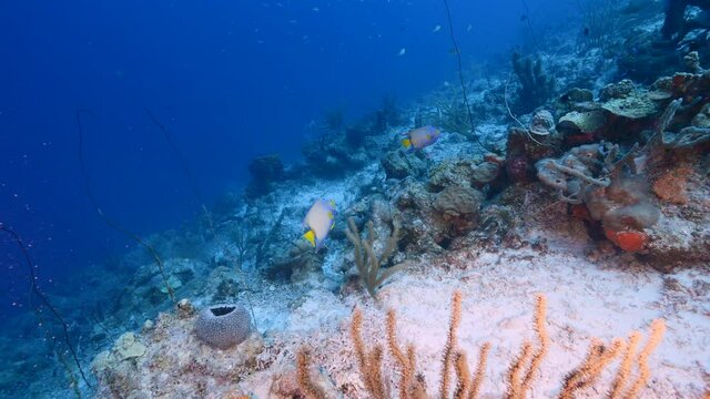 Seascape in turquoise water of coral reef in Caribbean Sea, Curacao with Queen Anglefish, coral and sponges