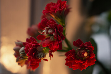 Bouquet of  Red Kalanchoe Succulents
