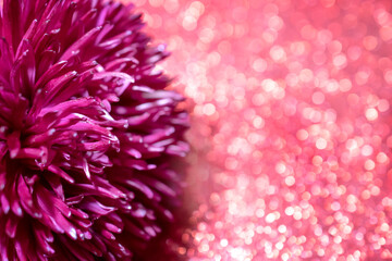 macro photo of a red Aster flower on a red shiny background