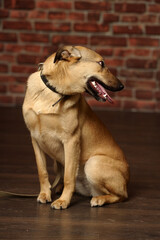 brown mongrel happy dog in studio - 399272654