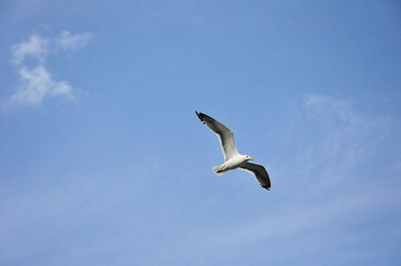 a large gull flies across the blue sky